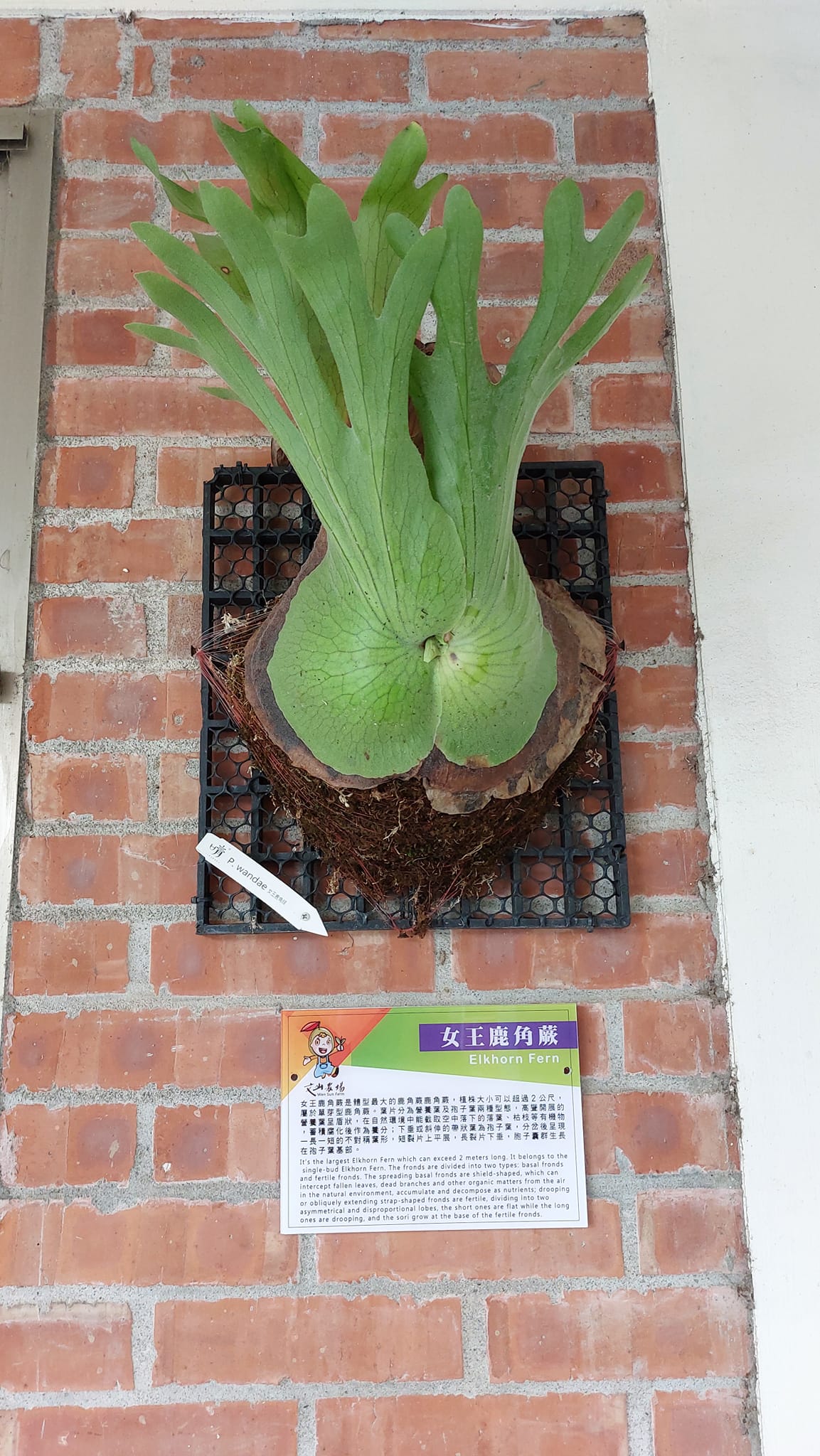 手機上傳
