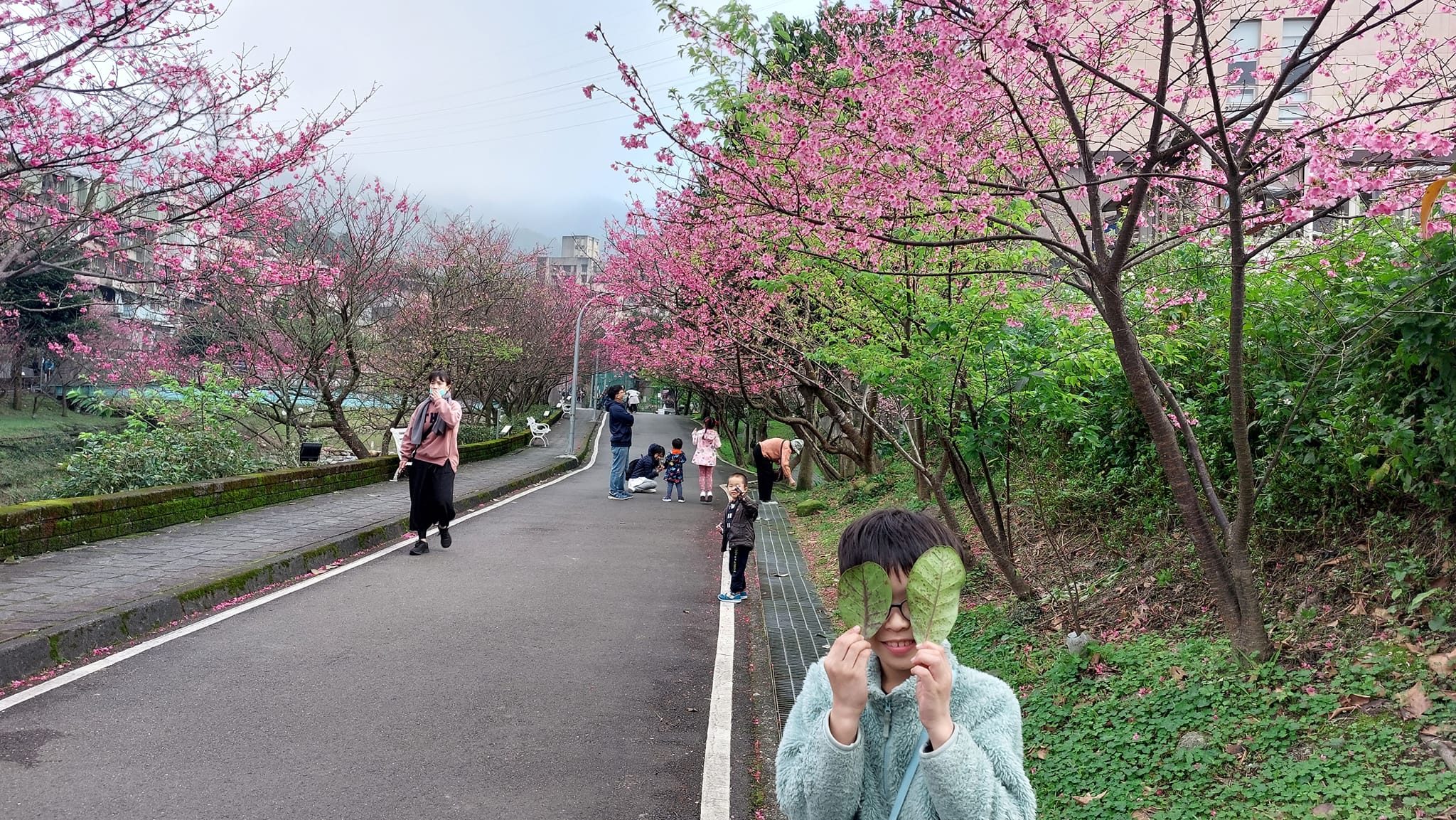 汐止的櫻花大道看櫻花