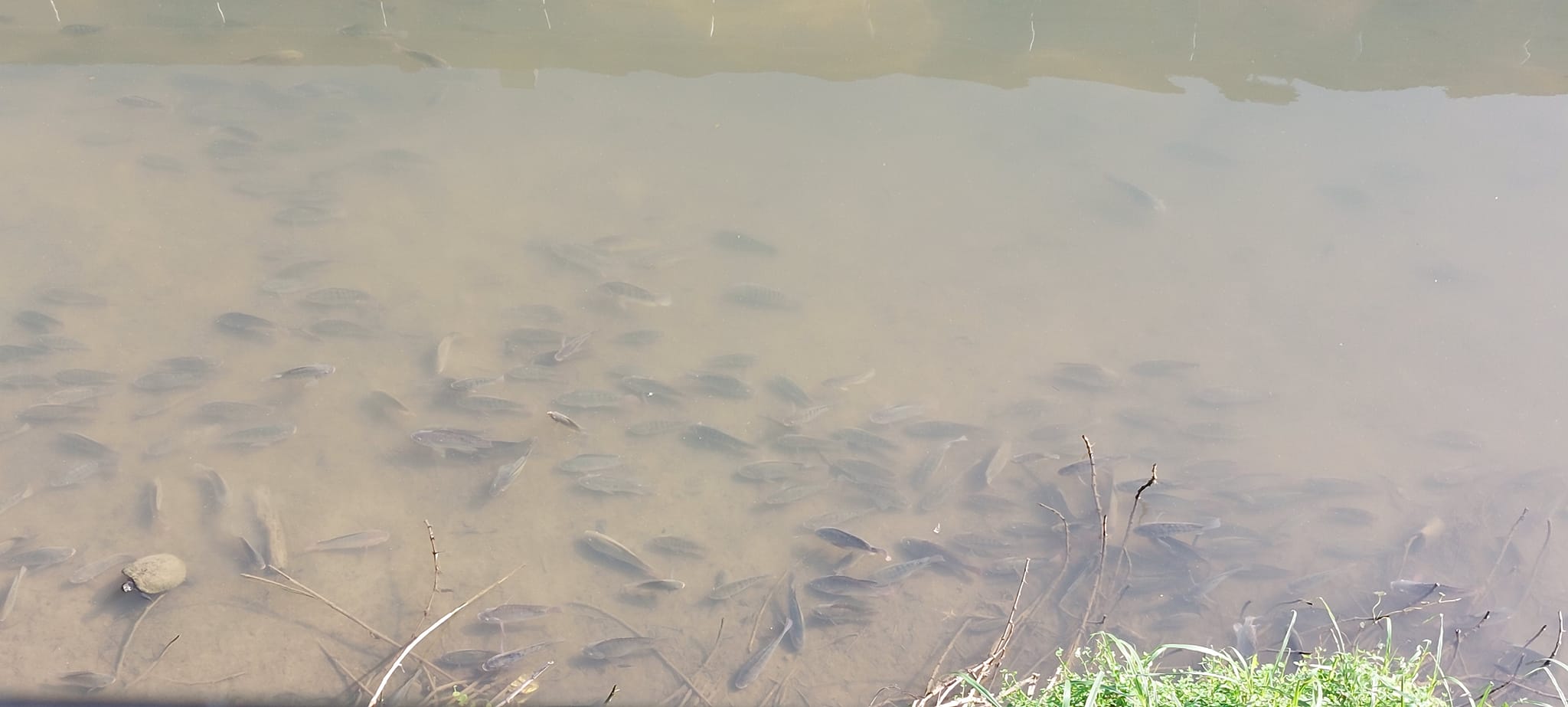 內溝溪有滿滿的魚
